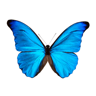 A vibrant blue butterfly with black edges, positioned against a white background, displaying its wings fully spread.
