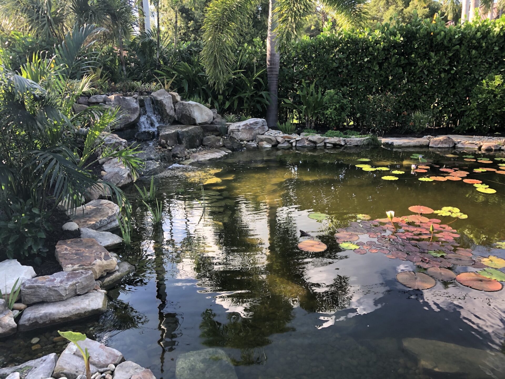 A tranquil garden pond with lily pads, surrounded by rocks and lush greenery, featuring a small cascading waterfall.