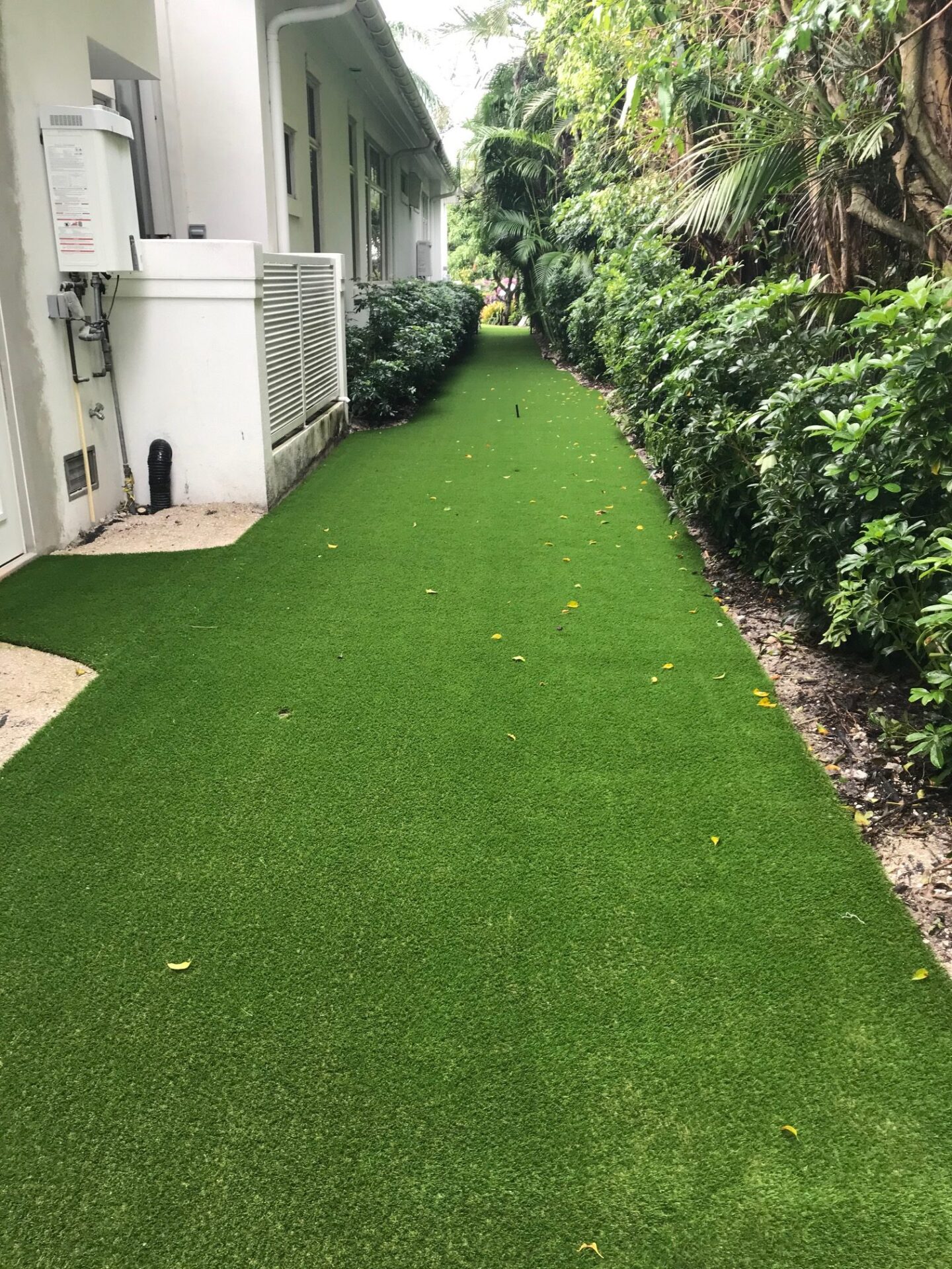 Narrow path with artificial turf bordered by lush green foliage, beside a white building. Peaceful and tidy outdoor walkway setting.