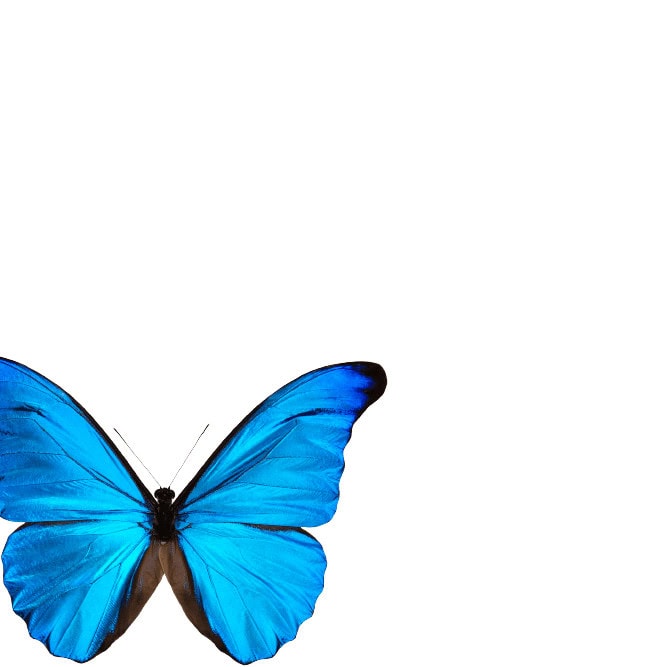 A vibrant blue butterfly with delicate, intricate wings displayed open against a plain white background, showcasing its striking color and symmetry.