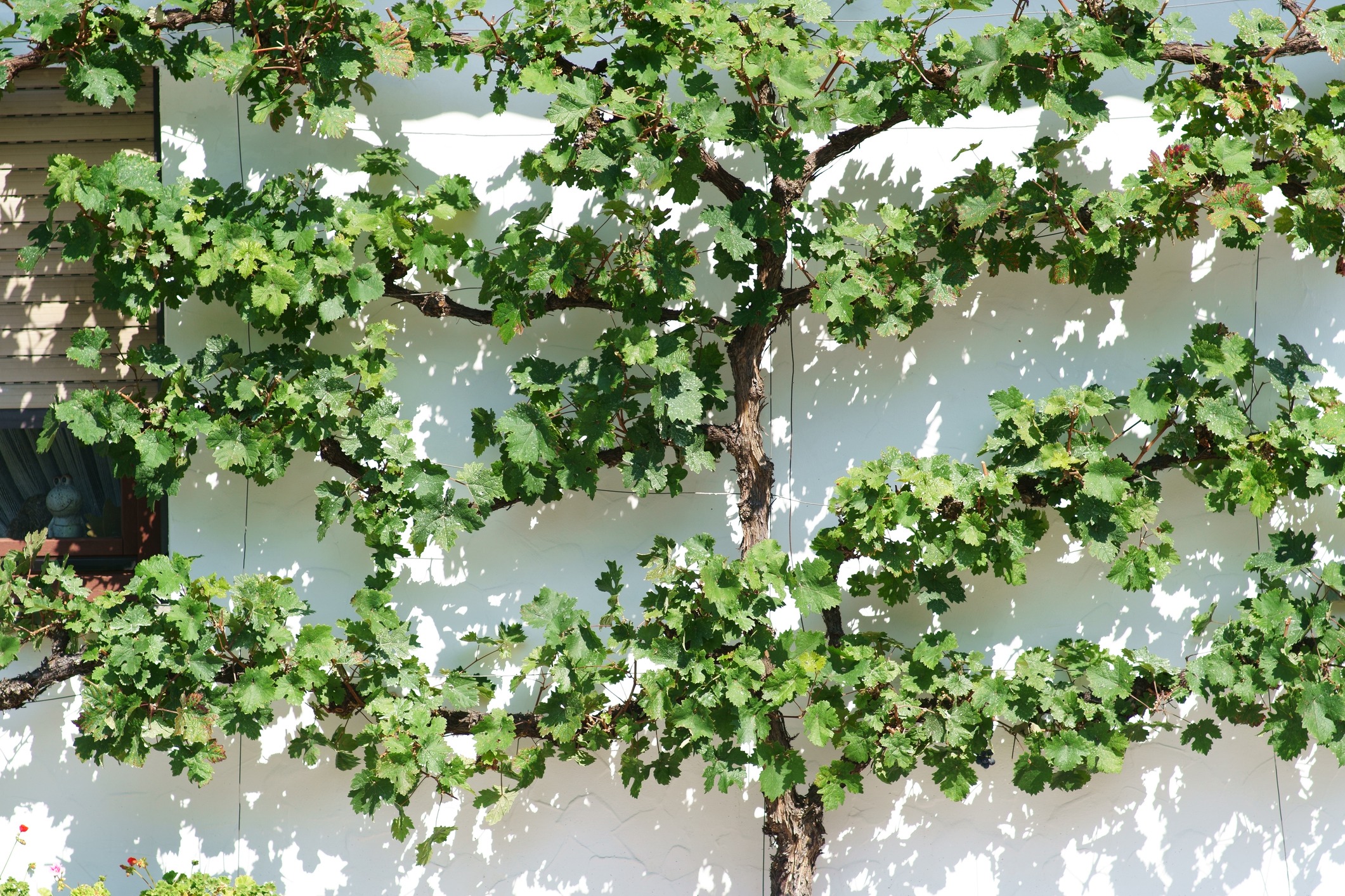 An espaliered grapevine grows against a white wall, with lush green leaves neatly arranged alongside a wooden window on the side.