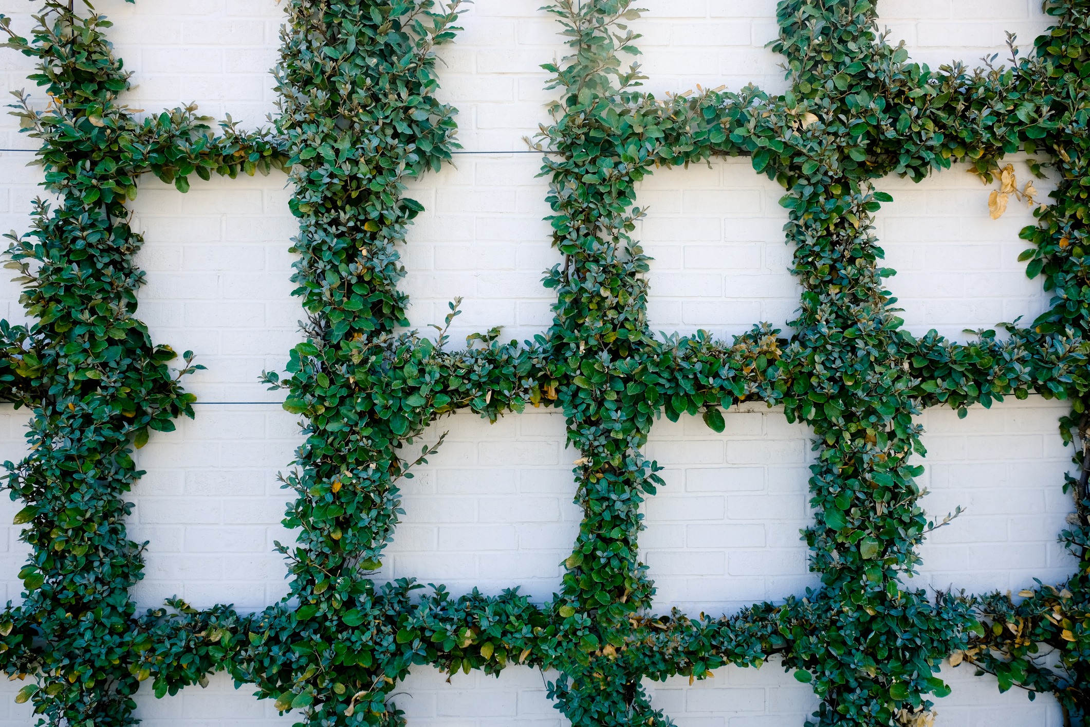 Green vines grow in a geometric pattern on a white brick wall, creating rectangular shapes that resemble a trellis or lattice design.