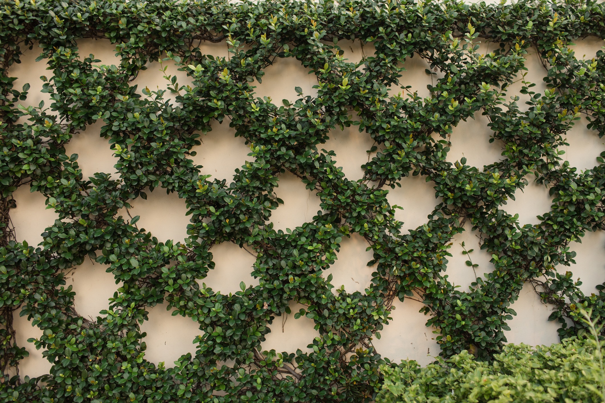 A wall with a pattern of vines creating a geometric design, featuring lush green leaves against a light-colored background.