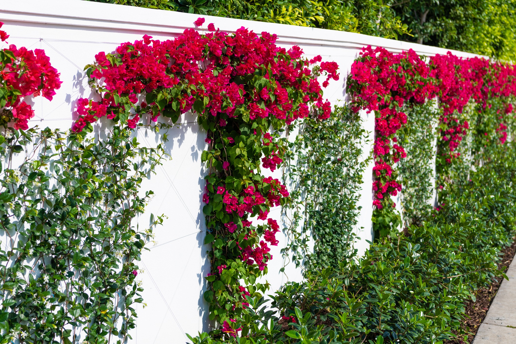 White wall adorned with vibrant pink bougainvillea and lush green foliage, creating a colorful, tropical garden backdrop against clear daylight.