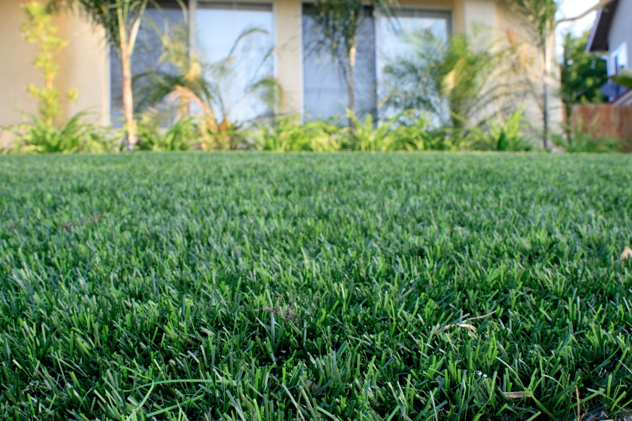 A lush, well-manicured green lawn in front of a house with large windows and surrounding palm trees.