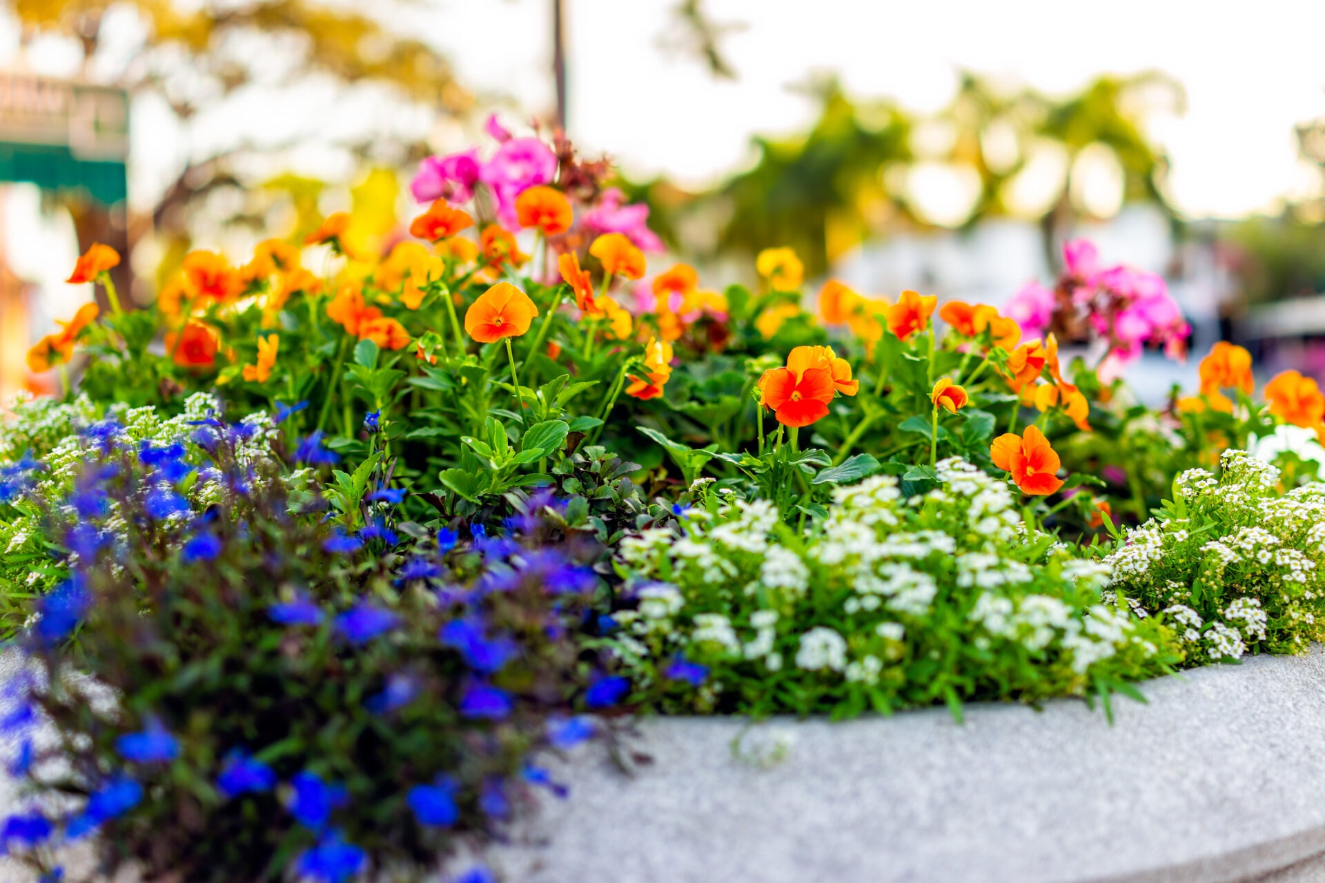 Vibrant flowers bloom in a stone planter. Colorful petals in orange, pink, and blue create a lively, picturesque scene against a blurred background.