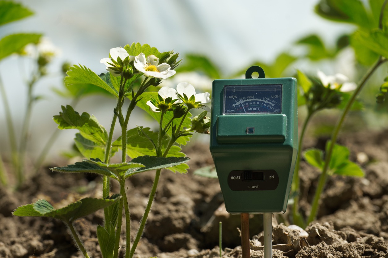 A soil moisture meter in a garden, surrounded by blooming white flowers and green leaves, indicating a moist environment under sunlight.