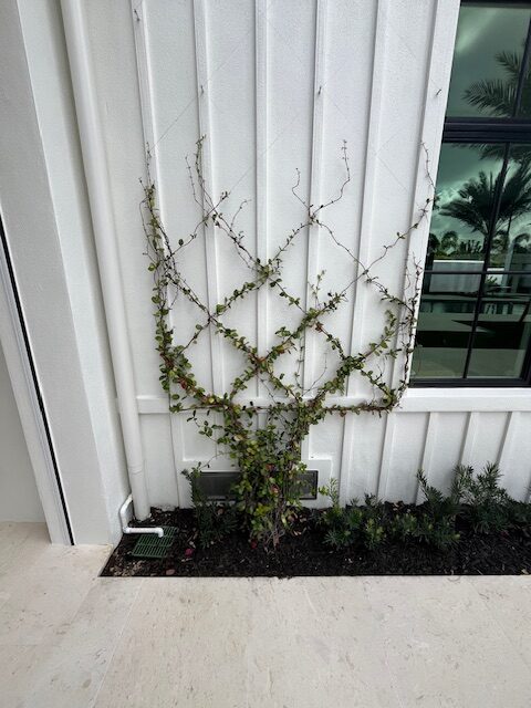 A vine climbs a white exterior wall beside a large window, surrounded by greenery, with reflected palm trees visible in the glass.